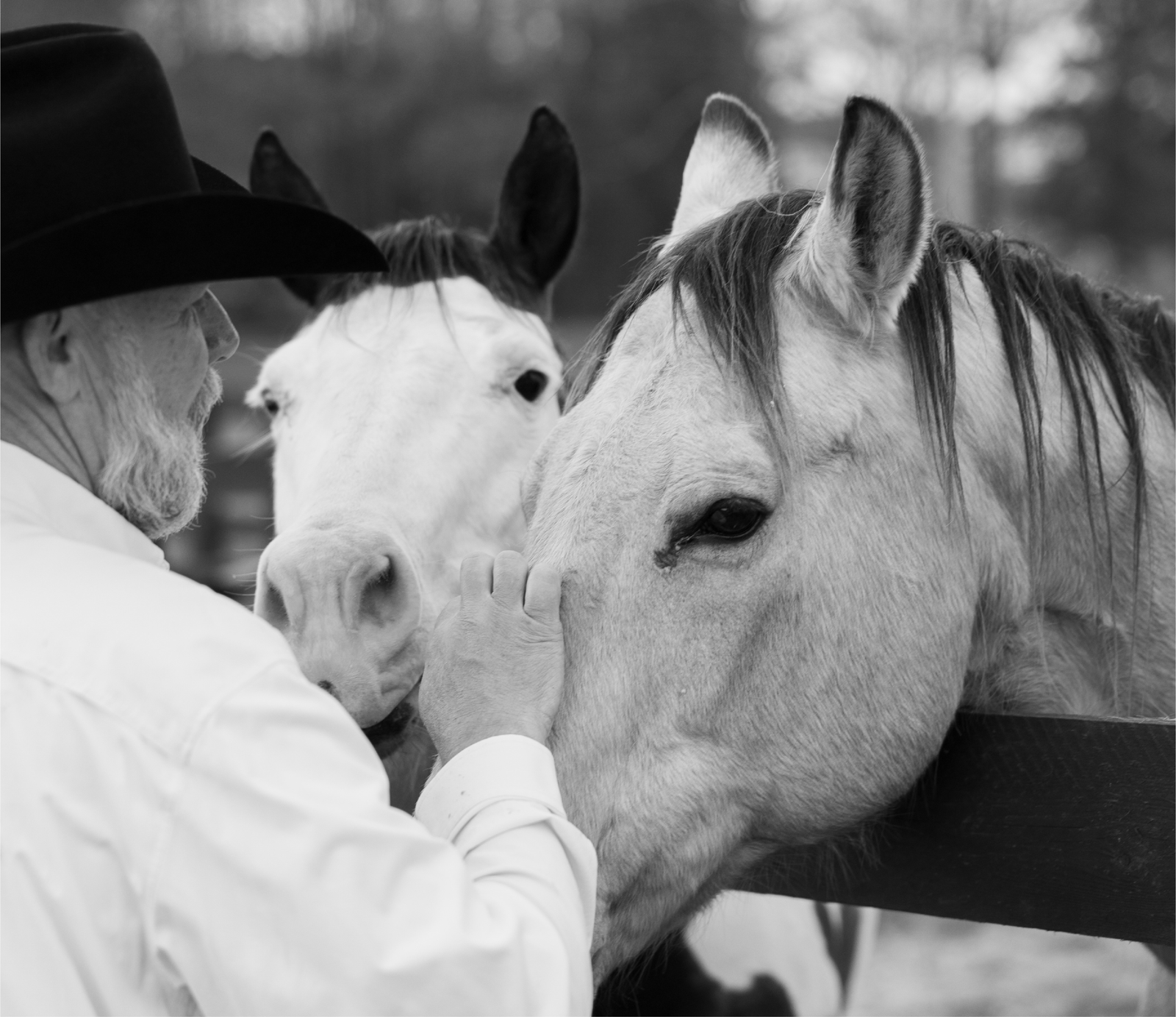 Grass Fed Grain Finished Beef